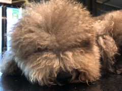 -more than meow吴止猫主题餐厅(承德 中船汇店)