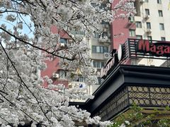 -玛格萝妮比萨屋(四平店)