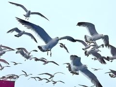 -海驴岛(荣成市)