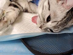 -纳吉亚猫专科动物医院(康都外科中心)