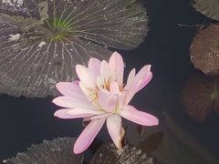 -五缘湾湿地公园