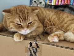 -喵的天空名猫咖啡馆·撸猫·猫舍·用品