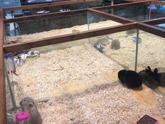 -龟与熊猫宠物公园(南坪店)