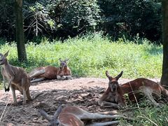-杭州野生动物世界