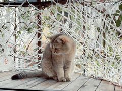 -喵屿·大理花园猫咖