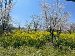 -东平国家森林公园