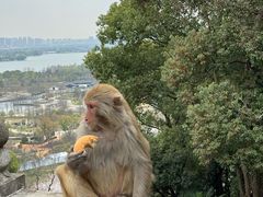 -苏州上方山国家森林公园