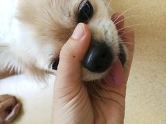 -瑞派宠物医院·内科·软组织·绝育中心(沈阳八纬路分院)