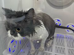 -爱洗澡的猫(望京店)