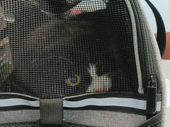-纳吉亚猫专科动物诊疗中心(蒋宅口分院)
