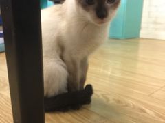 -萌喵宠狗爱心宠咖