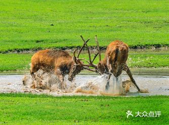 交通： 建议自驾前往，可以导航到麋鹿苑停车场