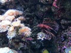 -西雅图水族馆