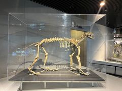 -北京周口店北京人遗址博物馆