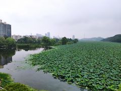 -月湖风景区