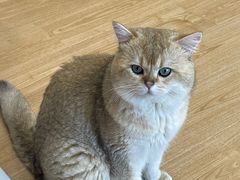 -有喵·猫咖·狗咖·30几只猫10只小狗(岗厦店)