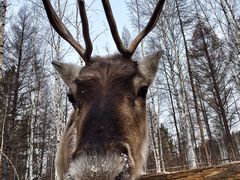 -北极村旅游风景区