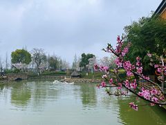 -田园东方蜜桃村的田野营地