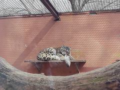 -青藏高原野生动物园