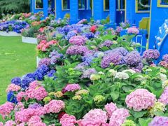 -上海滨江森林公园