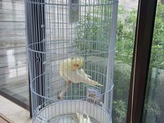 -上海崇明金茂凯悦酒店