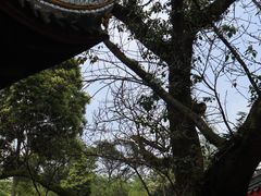 -峨眉山报国寺