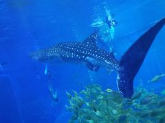 -成都浩海立方海洋公园