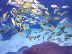 -太平洋海底世界