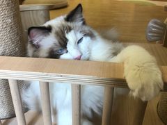 -猫和宫(六道口店)