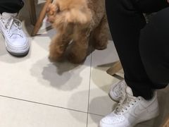 -宠物家(双井店)