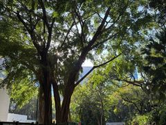 -九龙公园