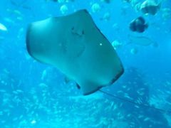 -暹罗海洋世界