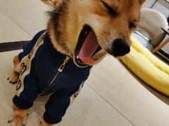 -逗柴咖啡屋·狗咖猫咖宠物桌游