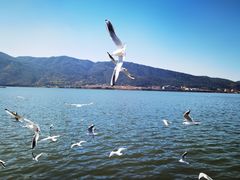 -海埂大坝