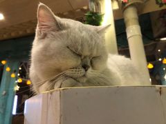 -猫小院猫主题咖啡厅(北锣店)