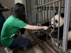 -都江堰中华大熊猫苑