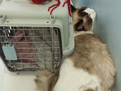 -纳吉亚猫专科动物诊疗中心(蒋宅口分院)