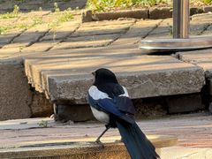 -泰山风景名胜区-普照寺