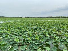 -天津东丽湖风景区