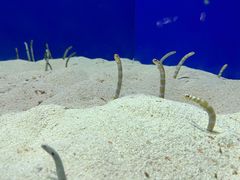 -上海海洋水族馆