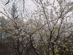 -杭州植物园