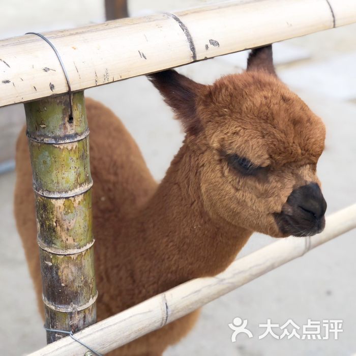 杭州湾国家湿地公园羊驼图片-北京自然风光-大众点评网