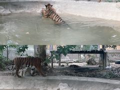 -成都动物园