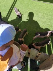 点击看大图 -萌宠亲子动物乐园(槐房万达店)