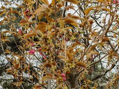 -北京西山国家森林公园