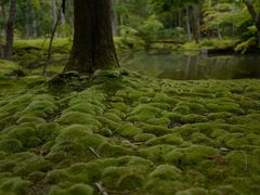 -西芳寺(苔寺)