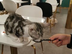 -飞行喵MR PILOT|猫舍·猫咖(静安大融城店)