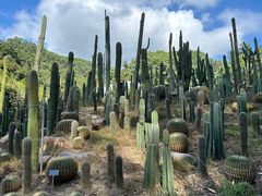 -深圳仙湖植物园