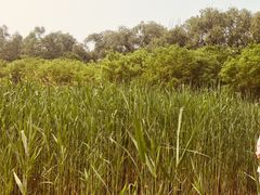 -东郊湿地公园