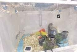 -Moni星球萌宠·小马宝莉·灵蛇·高端高阶全萌宠互动体验俱乐部(红豆国际广场店)